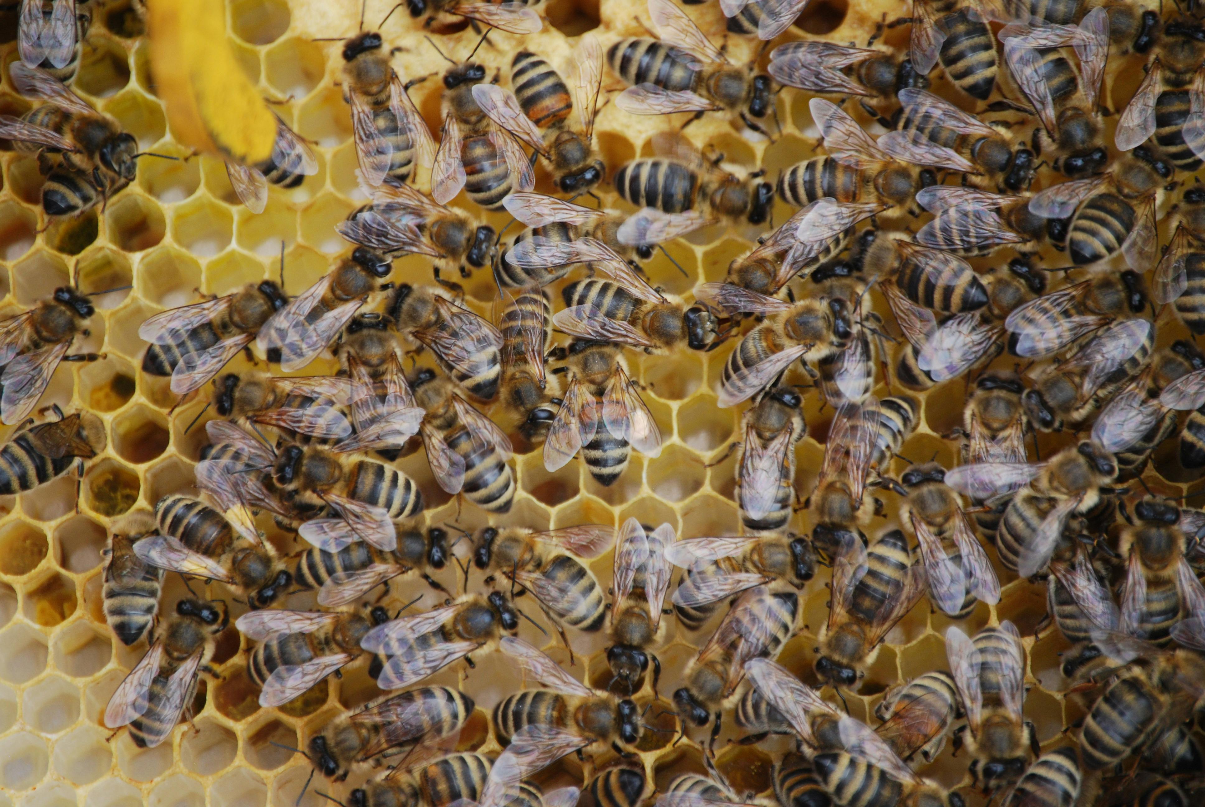 Schützt die Bienen