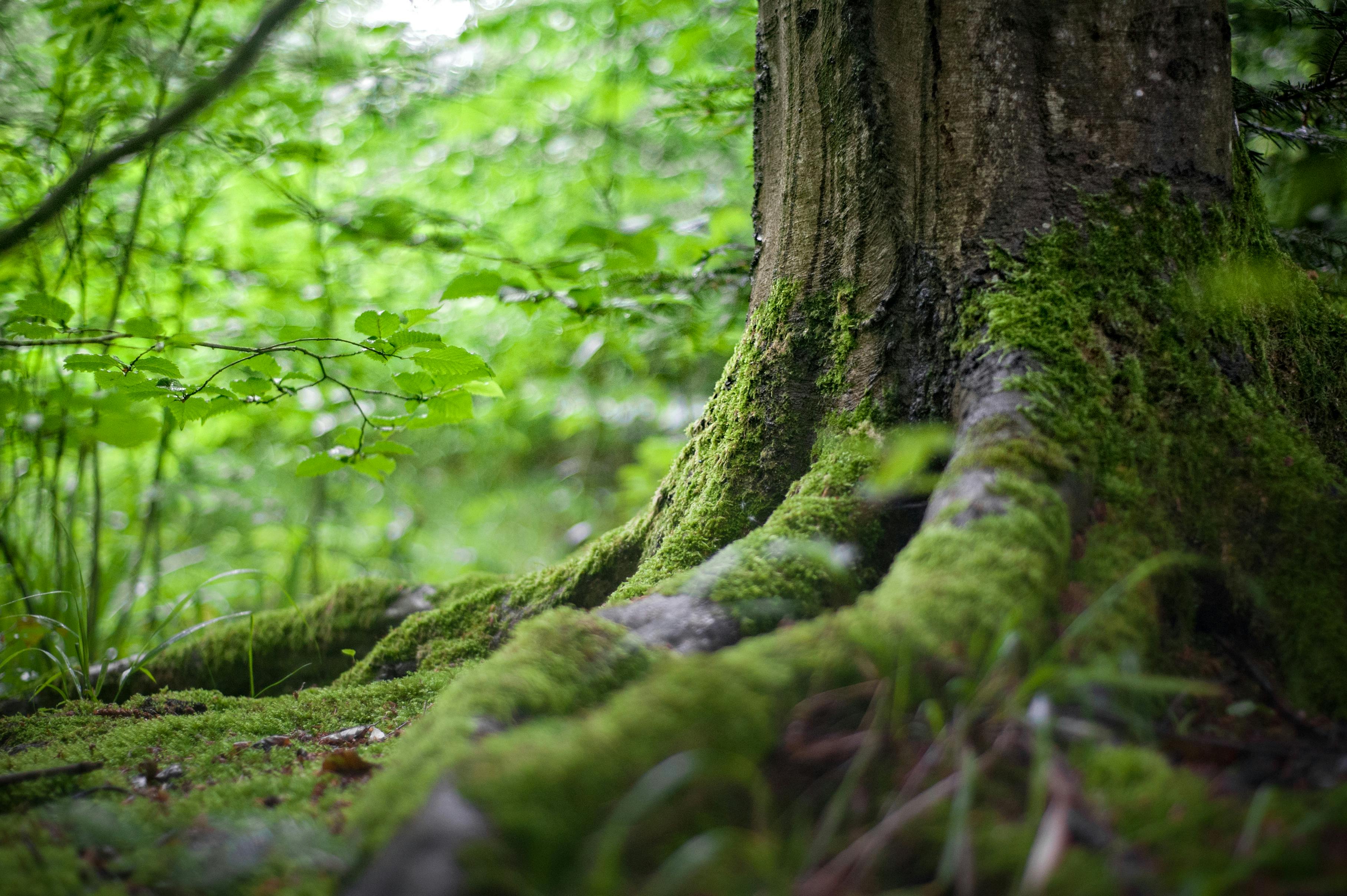 Verhalten im Wald