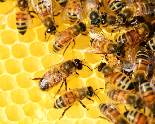 Schützt die Bienen - 